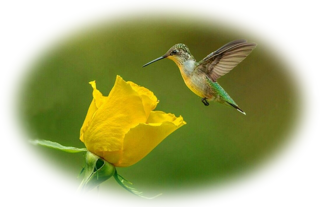 Yellow rose and hummingbird